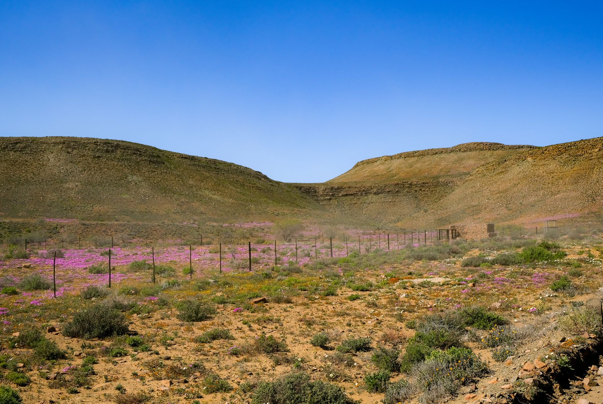 Beautiful spring landscape with wildflowers in Clanwilliam, South Africa under a clear blue sky.