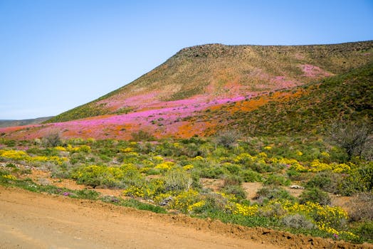 Breathtaking view of colorful wildflowers on a hillside in Clanwilliam, South Africa.