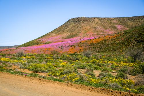 Free Breathtaking view of colorful wildflowers on a hillside in Clanwilliam, South Africa. Stock Photo