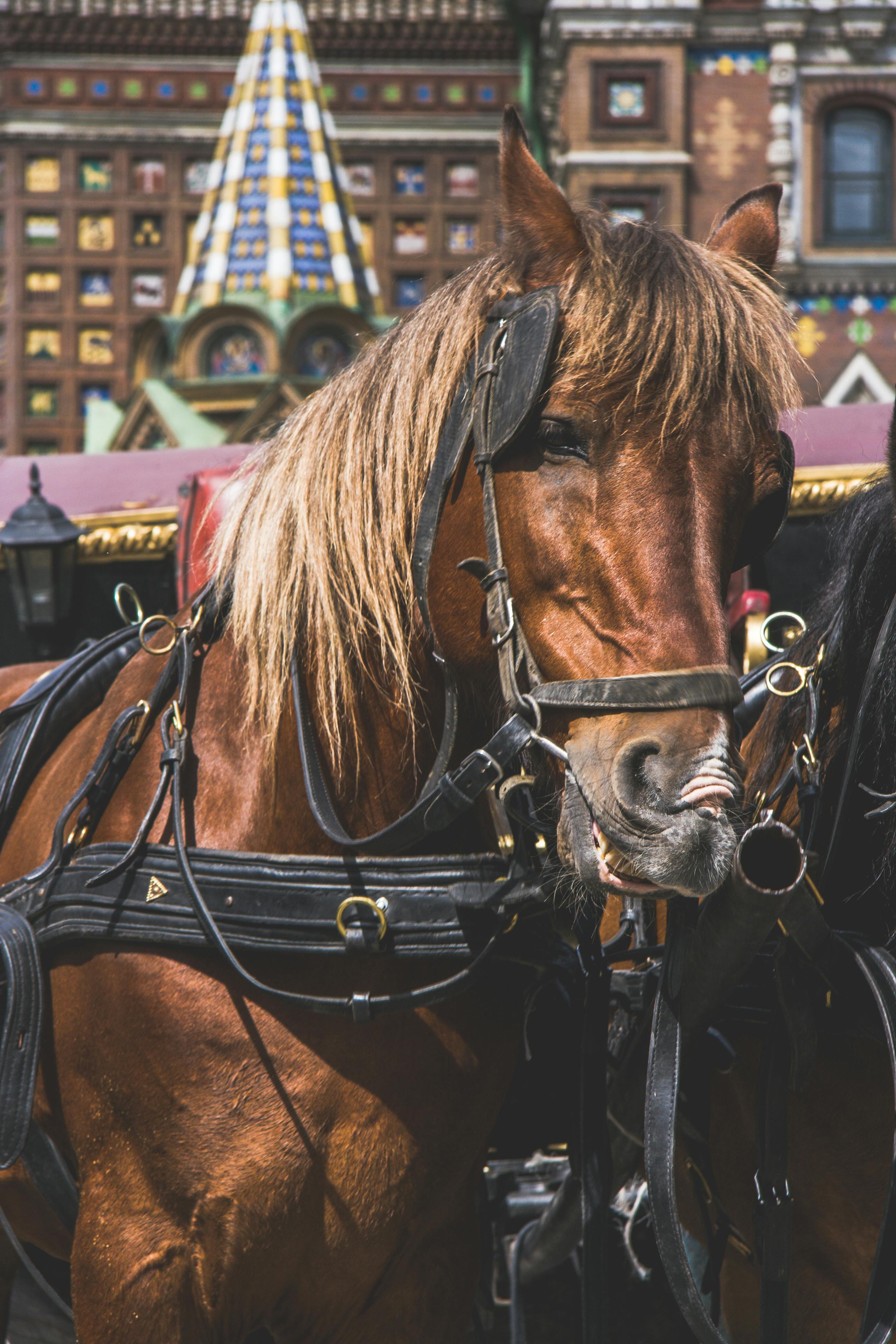 Free stock photo of horse, horse head, smile