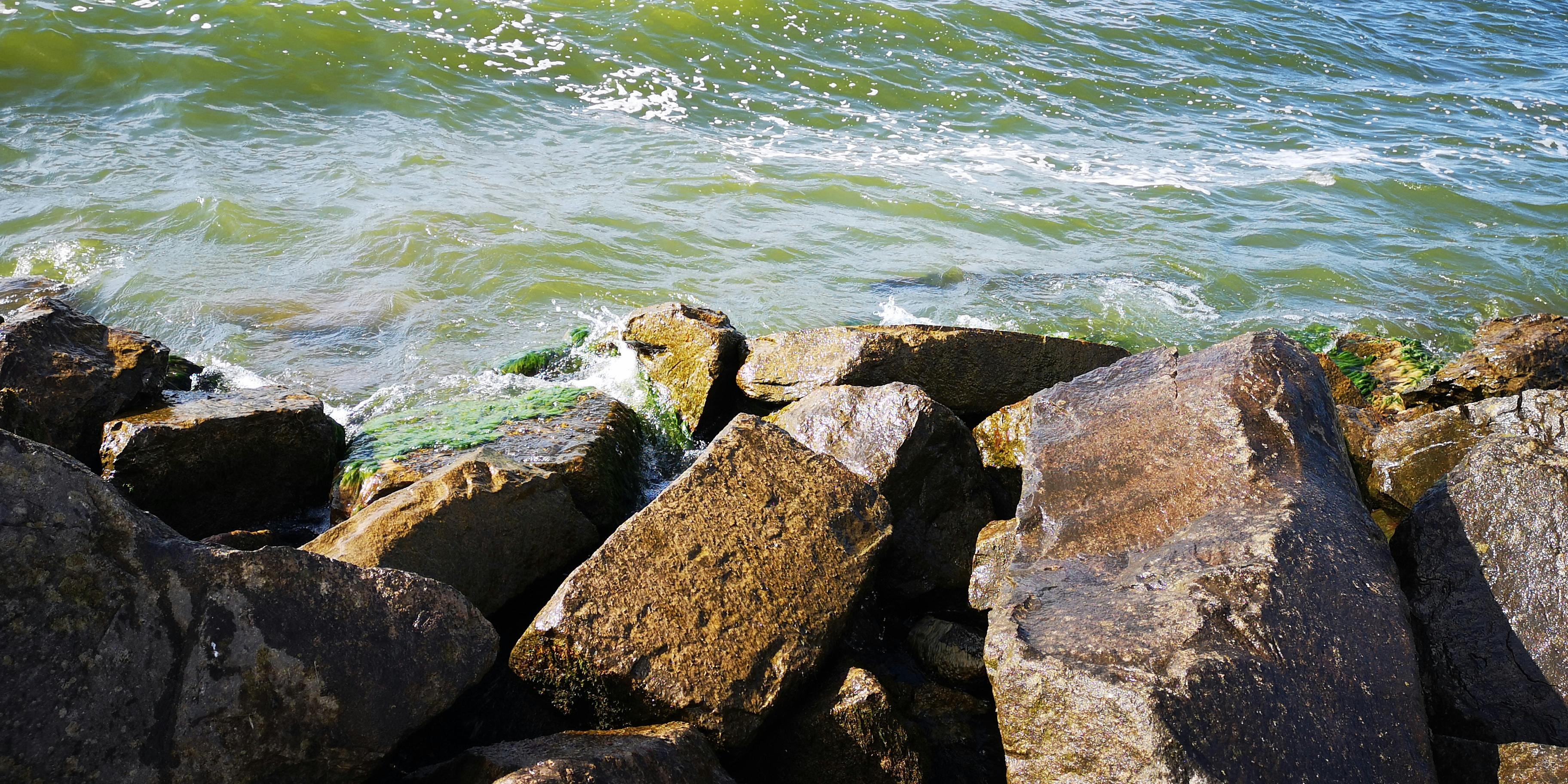 Pet grooming relates to agriculture in many ways.