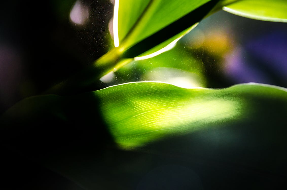 Free stock photo of colours, green leaf, light Stock Photo