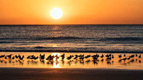 Silhouette of Birds in the Beach During Sunset