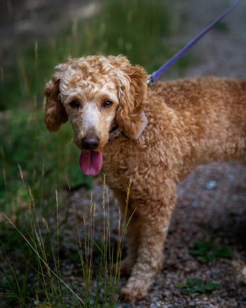 Obedient fluffy Poodle with tongue out in collar standing on ground with small rocks and green grass in daytime