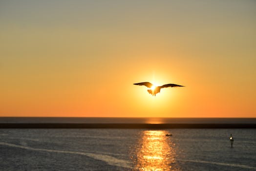 Free stock photo of sea, sunset, bird, flying
