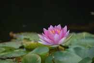 Pink Lotus Flower in Bloom