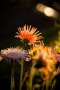Flowers Lit on Black Background