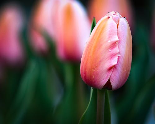 Gratis stockfoto met bloem, detailopname, fabriek