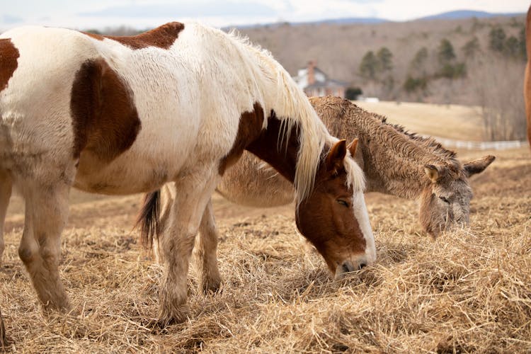 Horse And Ox Eating Hay