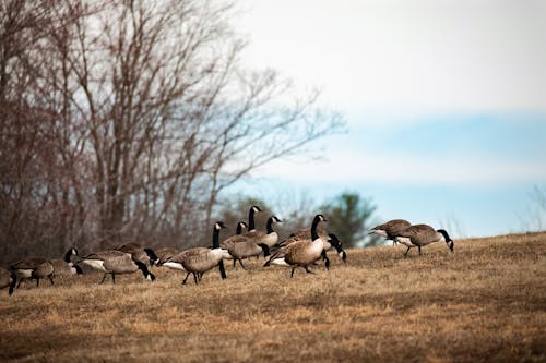 Ducks Walking on Autumn Field