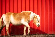 Brown Horse Standing on Brown Soil