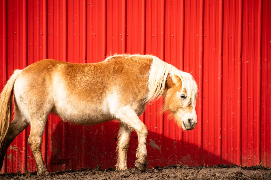 equine hoof management