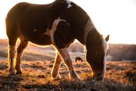 Brown and White Horse Eating Grass