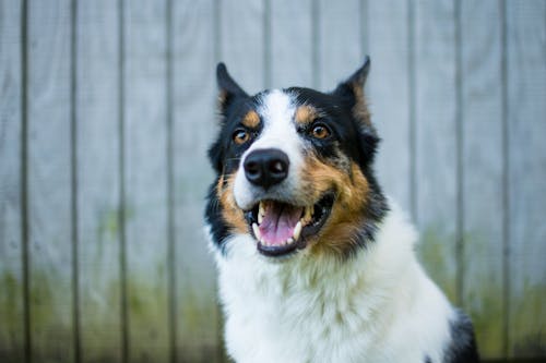 Portrait of White Black and Brown Dog with Open Mouth