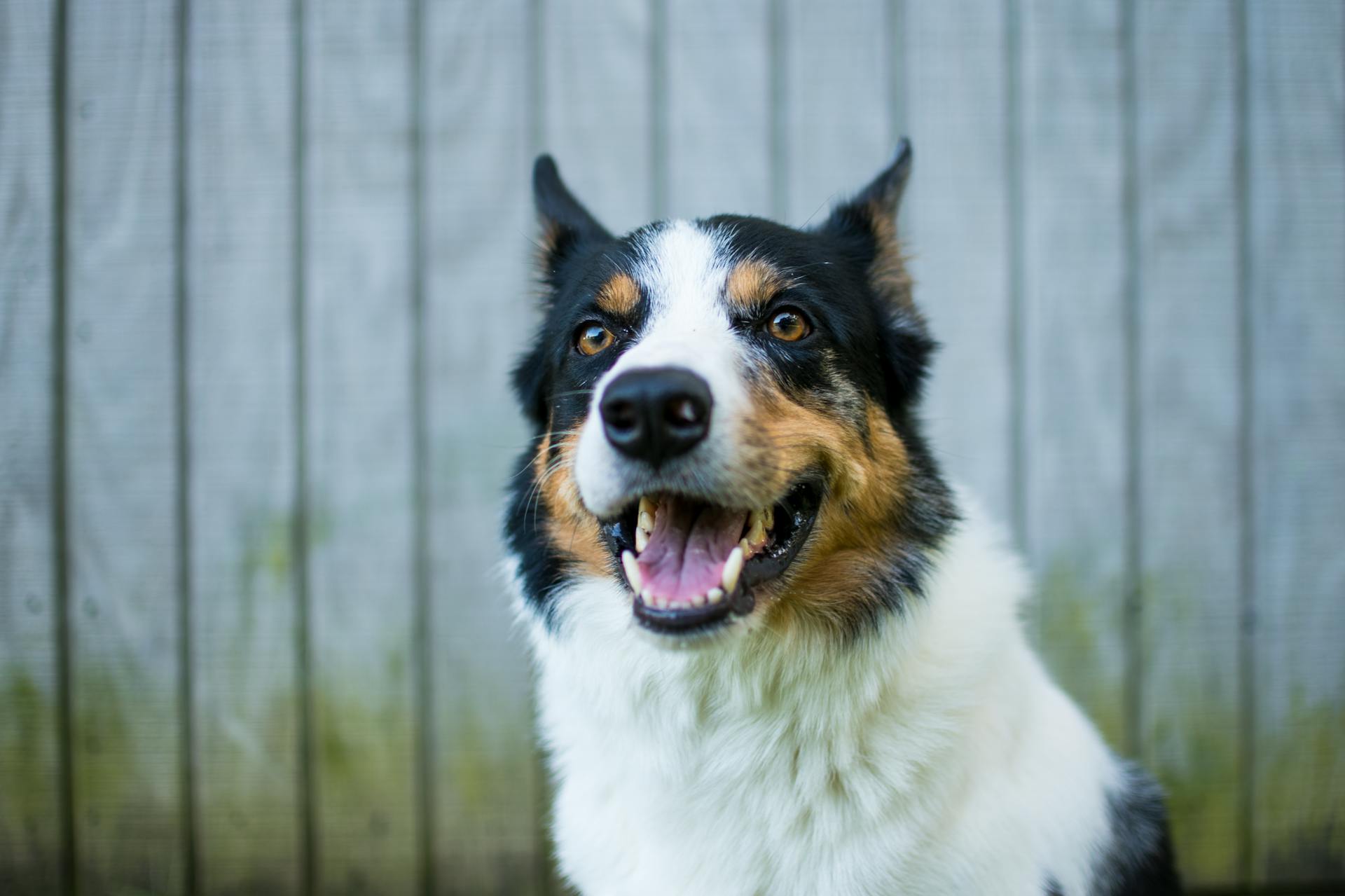 Portrait of White Black and Brown Dog with Open Mouth