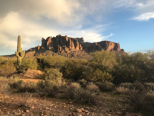 Gratis stockfoto met Arizona, cactus, canyon