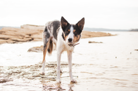 Black and White Border Collie Running on White Sand