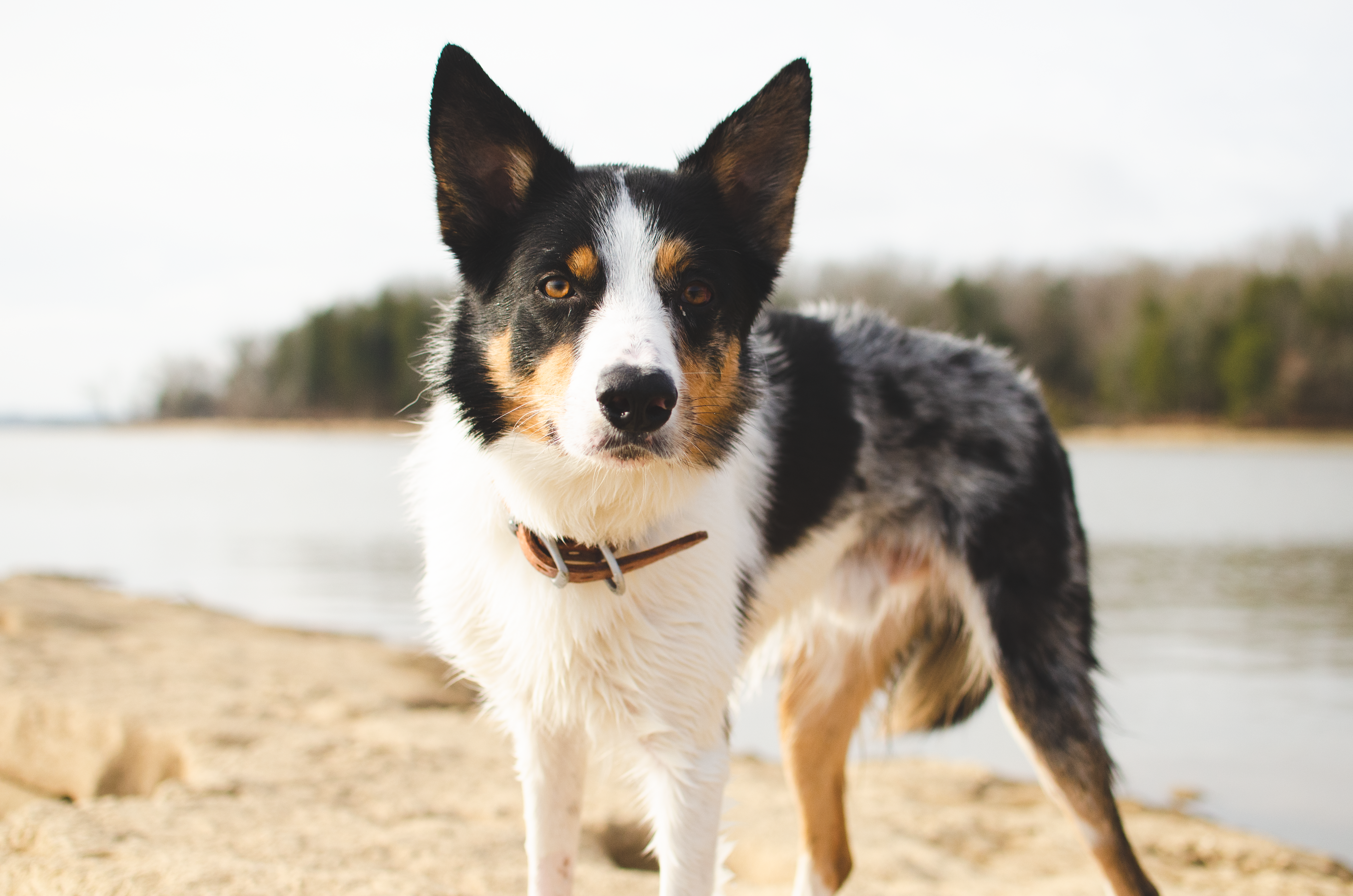 pet technology pet refine technology — Photo by Brixiv on Pexels