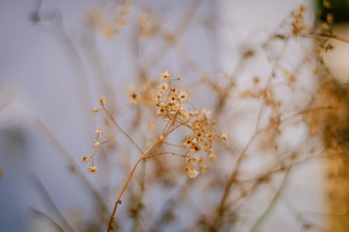 Free Dried Flower in Tilt Shift Lens Stock Photo