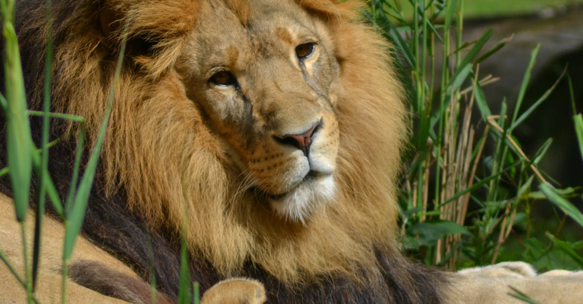 Free stock photo of lion, mane