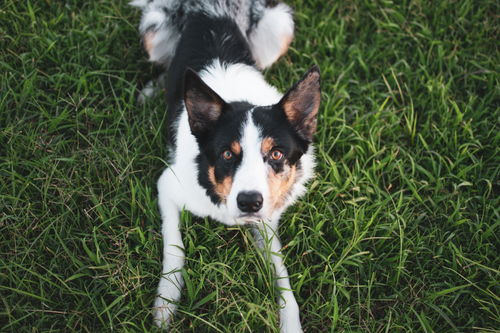 Free A cute dog lying on lush green grass, looking at the camera outdoors. Stock Photo