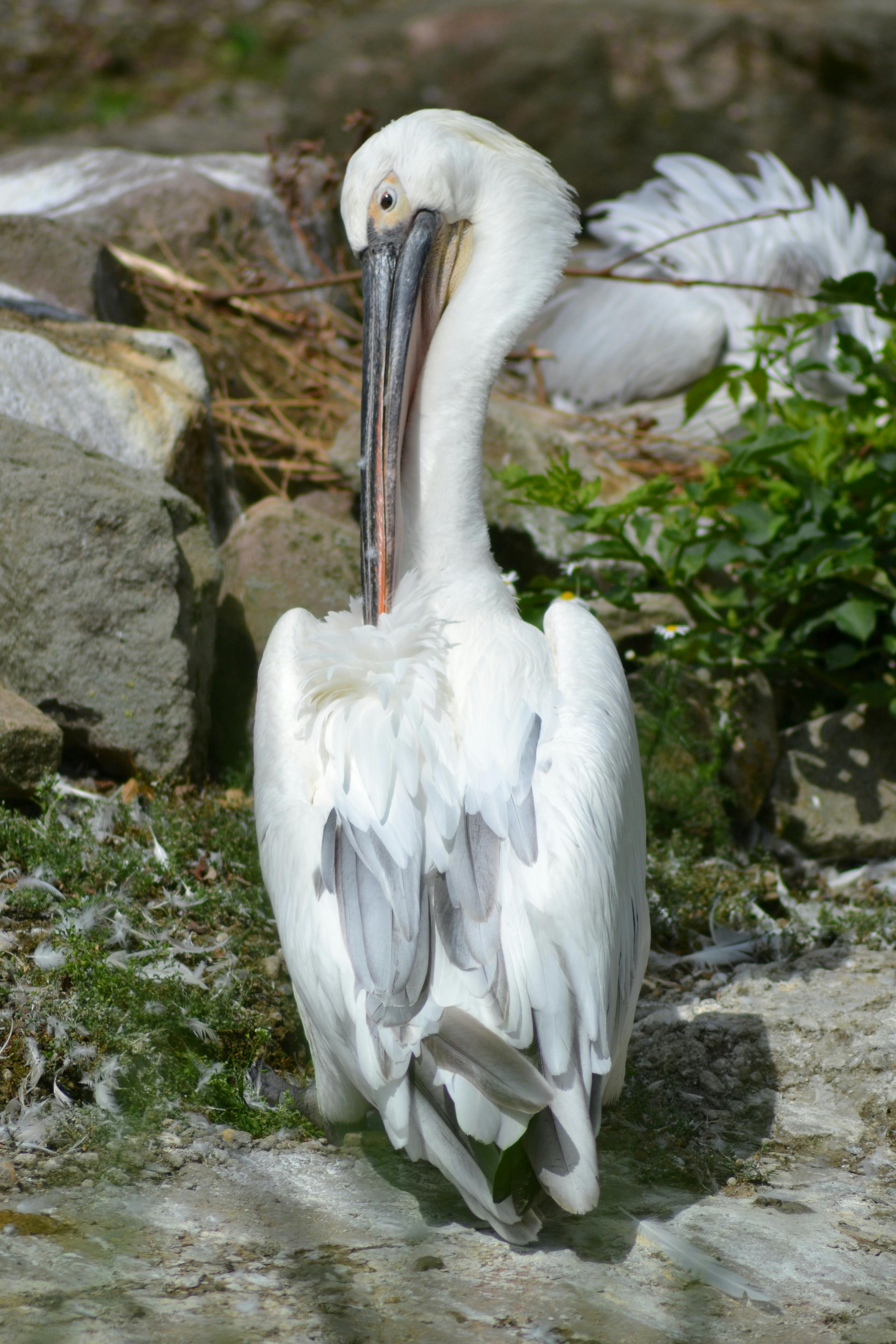 Free stock photo of close-up view, pelican