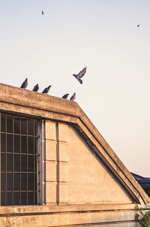 Flock of pigeons sitting on border of steep roof of modern building against clear sky in sunlight in summer day