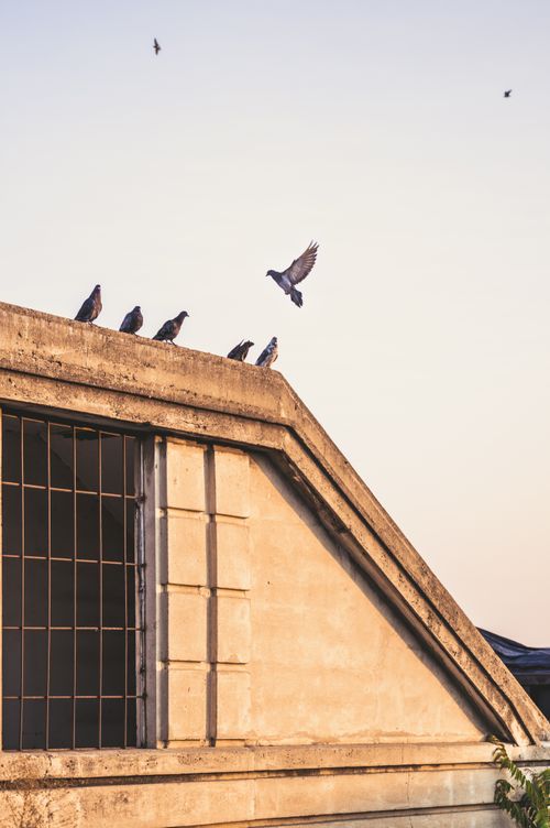 Free Flock of pigeons sitting on border of steep roof of modern building against clear sky in sunlight in summer day Stock Photo