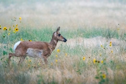 Side view of lonely brown haired deer walking in grassy lawn with yellow flowers in summer day in countryside outside