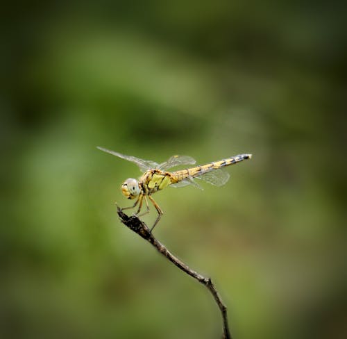 Free Dragonfly Sitting on Brown Stem Stock Photo