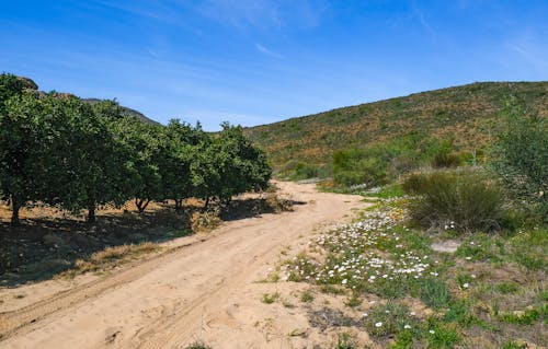 Foto d'estoc gratuïta de a l'aire lliure, arbres, camí de carro