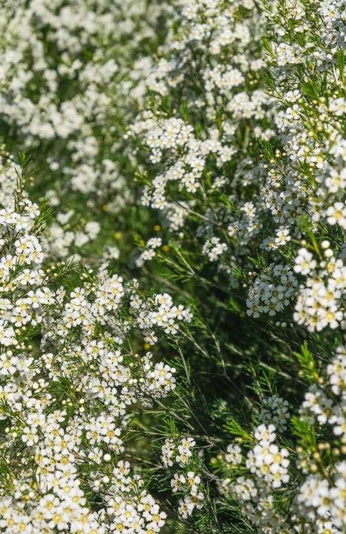คลังภาพถ่ายฟรี ของ กำลังบาน, ดอกคาโมไมล์, ดอกไม้สีขาว