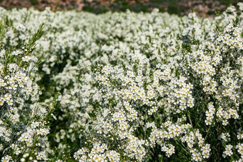 植物群, 特寫, 白花 的 免費圖庫相片