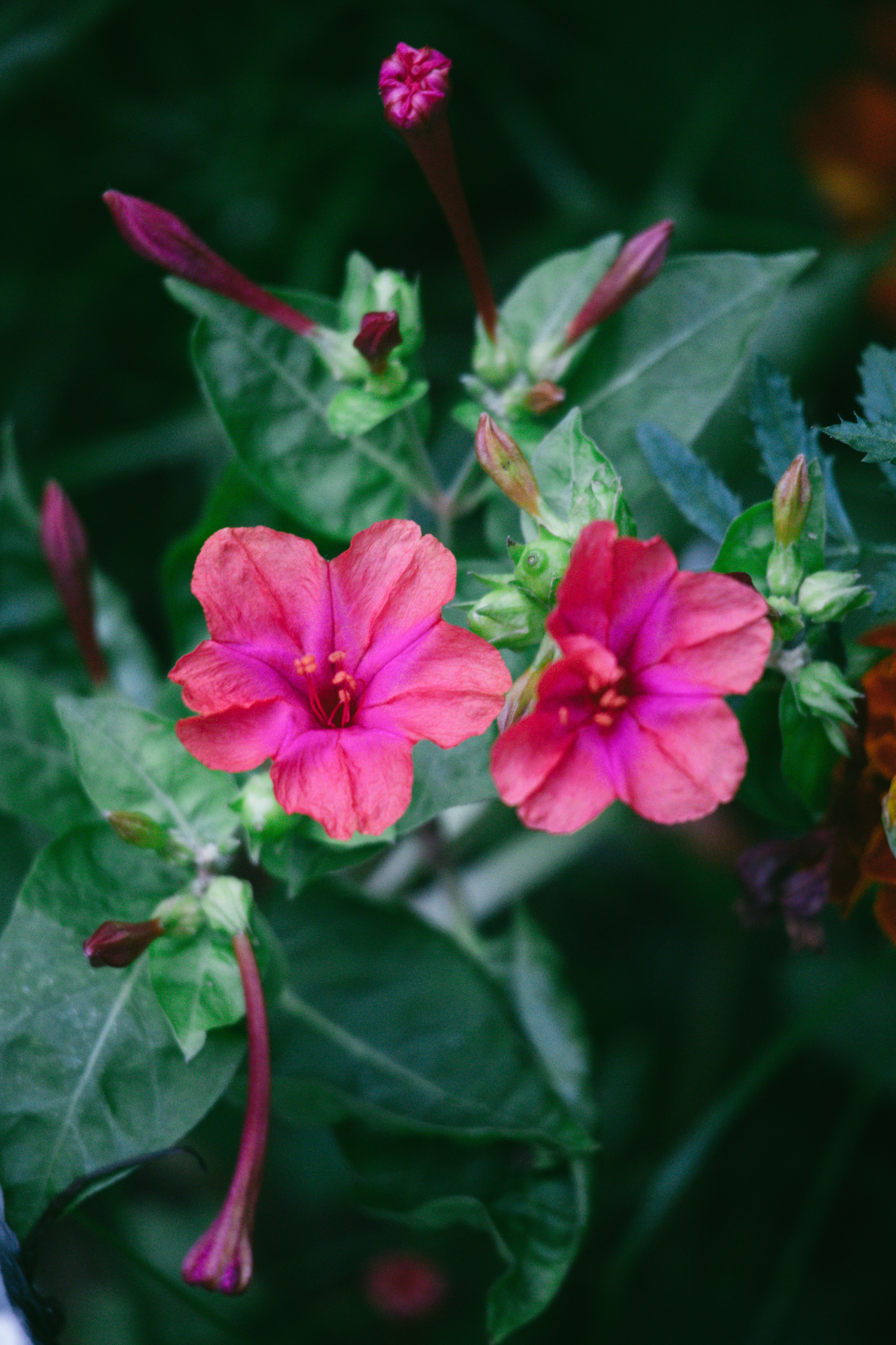 Gratuit Imagine de stoc gratuită din a închide, aranjament floral, botanic Fotografie de stoc