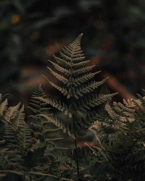 Delicate green fern in dark forest