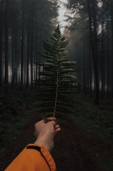 Crop faceless person in bright yellow raincoat holding branch of green fern while standing in dark woodland