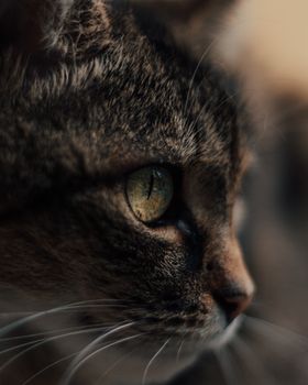 特写镜头下，一只迷人的虎斑猫，生动的绿色眼睛和条纹皮毛格外突出