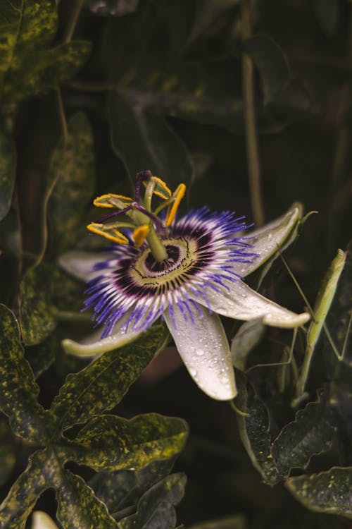 
A Close-Up Shot of a Bluecrown Passionflower