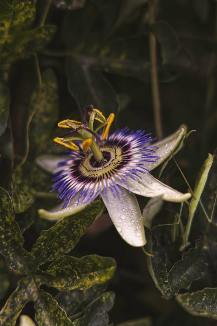 
A Close-Up Shot Of A Bluecrown Passionflower