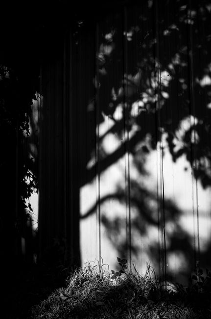 Black and white image capturing dramatic tree shadows on a corrugated wall.