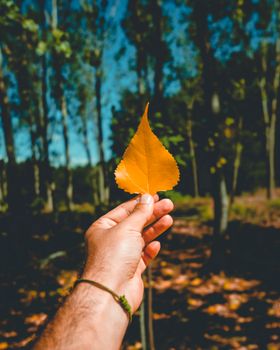 Close-up of a hand holding a vibrant yellow leaf with a forest background in Kırklareli, Türkiye.