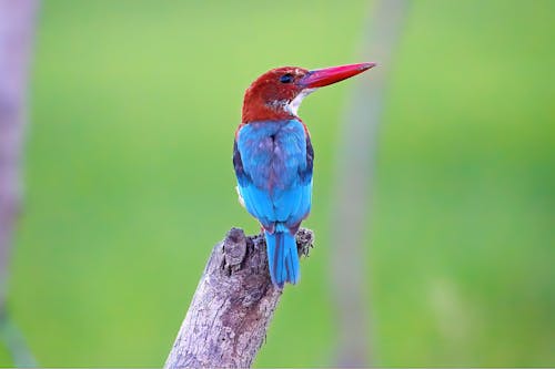 Foto stok gratis burung pekakak