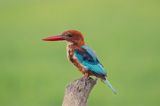 Close-up of a white-throated kingfisher perched on a branch against a green background.