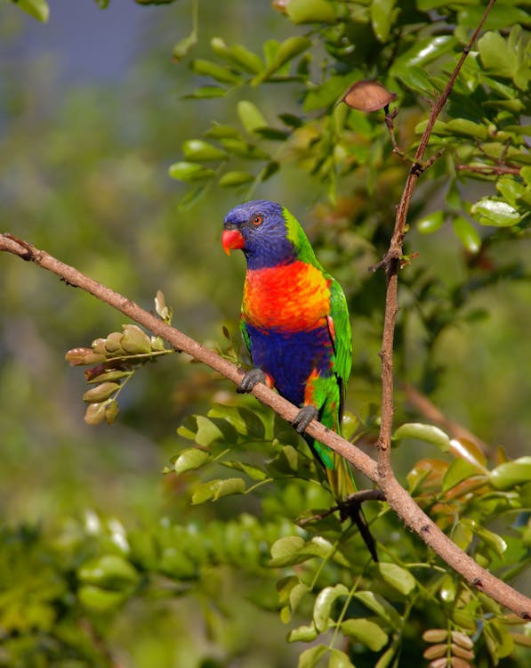 Gratuit Imagine de stoc gratuită din animal, arbore, colorat Fotografie de stoc