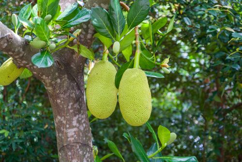 Free Vibrant jackfruit hanging from a tree surrounded by lush green leaves in a tropical environment. Stock Photo