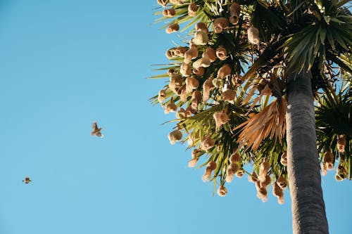 
A Palmyra Tree with Baya Weaver Nests