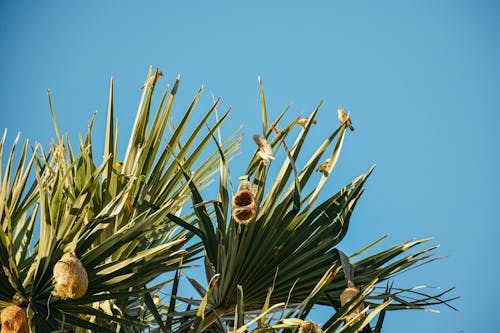 
Baya Weaver Birds on a Palm Tree
