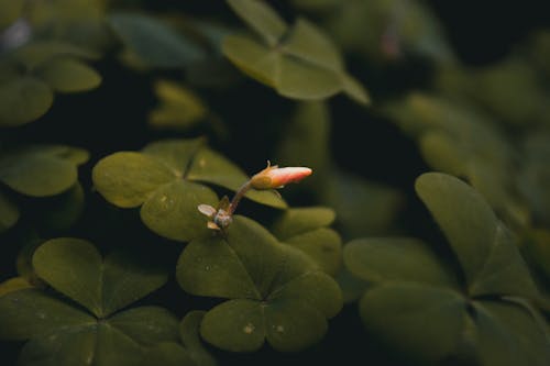 Flower Bud with Green Leaves