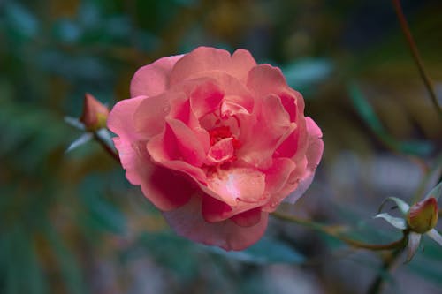 Free A Pink Rose in Bloom Stock Photo