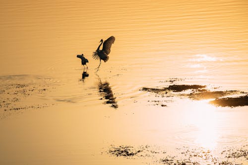 Kostenloses Stock Foto zu dämmerung, fluss, reflektierung